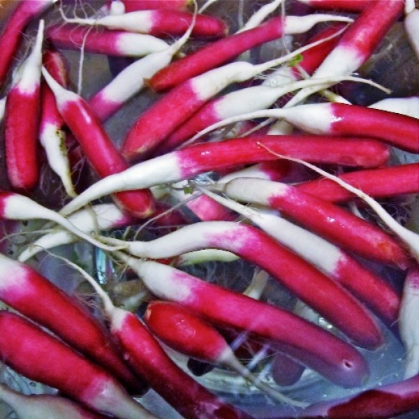 Omaxe Radish Imported Half Red (100 seeds)